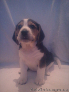 Резервирование щенков Бигля. #1199516