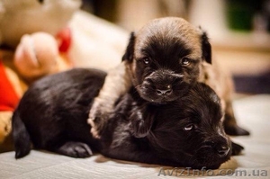 продам щенков скай терьера #1208065