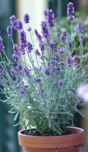 Многолетние цветы ЛАВАНДА и другие... #1206296