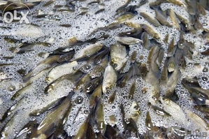 Продажа живца карася #1205892