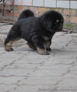 щенки тибетского мастифа #1210411