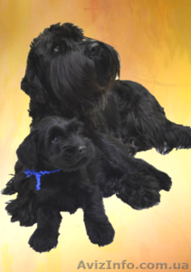 Предлагается щенок мальчик миттельшнауцера черный #1211522
