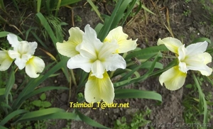 Продам , , безбородые, , Ирисы; сибирские,  луизианские.Из коллекции Владимира Цымбала #1211434