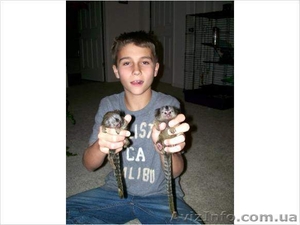 Мартышка Обезьяна для принятия #1202195