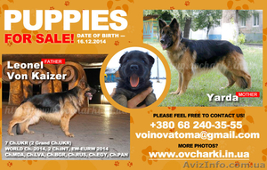 Щенки длинники от отличных родителей. #1204206