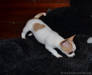 Красивые и породные щенки. Док КСУ. Прививки. Доставка. Помощь 24/7. #911496