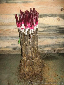 Продам привитые подвои М9. М26.Прививаем на заказ любой сорт #1207059