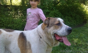 щенки Среднеазиатской овчарки Алабай #1208291