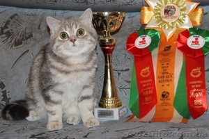 Шотландский ШОУ-котик #1206465