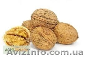 Продаю ореховую скорлупу #1201787