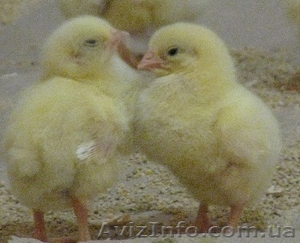 Цыплята бройлеры Росс 308 #1204192