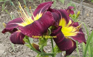 Продажа сортовых Лилейников #912612