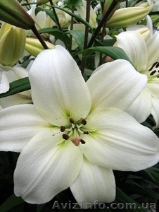 Луковицы лилии почтой #1201488