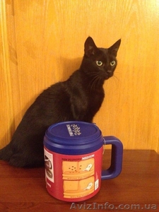 Лапомойка Paw Plunger – новый друг Вашей собаки. #1201611