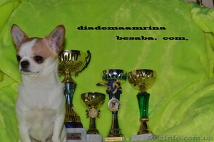 предлагаю Красавца   Чихуахуа для плем.работы #741121