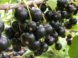 Продам саженцы смородины черной  #1208348