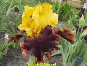 Ирисы высокие бородатые.Продажа #912577