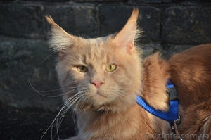 Мейн кун элитные котята из питомника #1206972