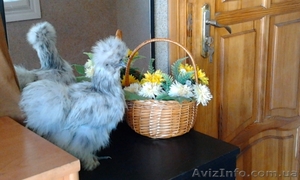 инкубационное яйцо Шелковых кур #1224365