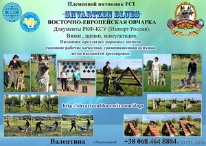 Восточноевропейская овчарка. Щенки! #1096282