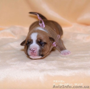 девочки Амстафф Терьер #1215619