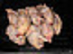 Продам перепелиное мясо (тушки) #1212645