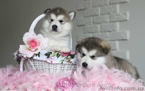 Щенки маламута с элитной родословной #1216742