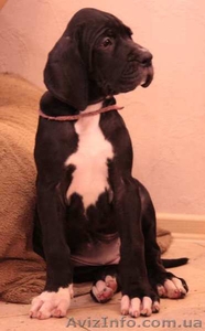 Щенки немецкого дога от лучших европейских кровей #1220067