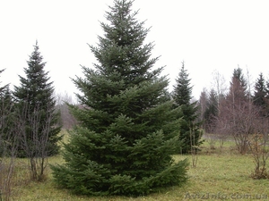 Ель европейская зеленая « Europe » h 6m – h 6.50m #1217339
