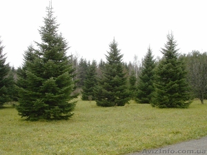 Ель европейская зеленая « Europe » h 4m – h 4.50m #1217335