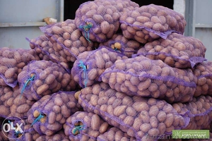 Домашняя картошка из Сумм,  без хим добавок!!! #1216081