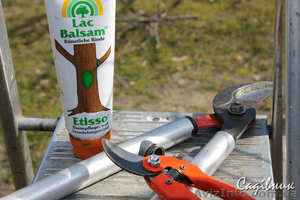 Обрезка плодовых и декоративных деревьев. Обрезка сада Киев и область  #420582