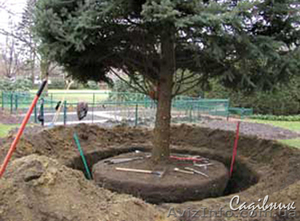 Посадка деревьев (крупномеров) #420598