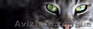 Veterinariya  Портал о домашних животных, максимум информации. #1216376