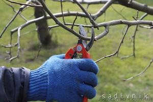 Обрезка деревьев  и кустарников. Обрезка плодовых деревьев #544422