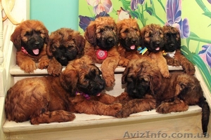 Плановые щенки Бриара (французская овчарка) #1224311