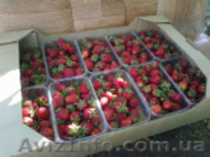 Ящик для клубники (гофро-лоток) #1223055