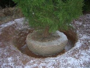 Ель европейская зеленая « Europe » h 7m – h 7.50m #1217342