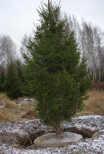 Ель европейская зеленая « Europe » h 5m – h 5.50m #1217336