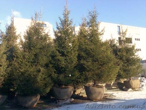 Ель европейская зеленая « Europe » h 3m – h 7.50m #1217325