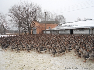 Птицеводство. Яйца гусиные оптом. Выгодная цена #1223135