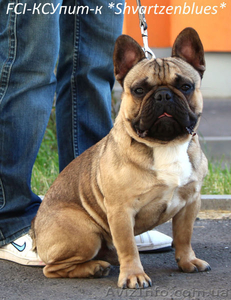Французский бульдог,  кобель для вязки. #1095857