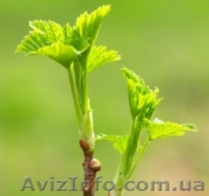 Пропонуємо саджанці чорної смородини #1215827