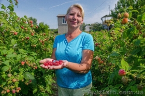 Саженцы малины ремонтантная Болгарский сорт ЛЮЛИН Опт.Розн. #1216058