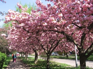 Майский SPA-тур в Закарпатье – 2015 #1221343