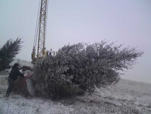 Ель европейская зеленая « Europe » h 3m – h 3.50m #1217331