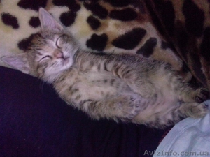 Лапочка Алиса - возраст 4 месяца,  желает встретить хороших хозяев. #1219745