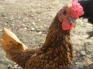 инкубационное яйцо кур породы Сибрайт золотой #1224350