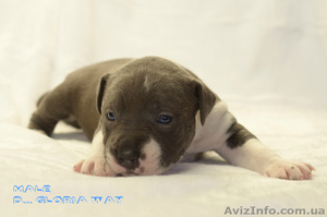 Мечты сбываются- голубаси амстафф #1221356