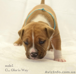 Бронь на щенков амстаффа #1223318